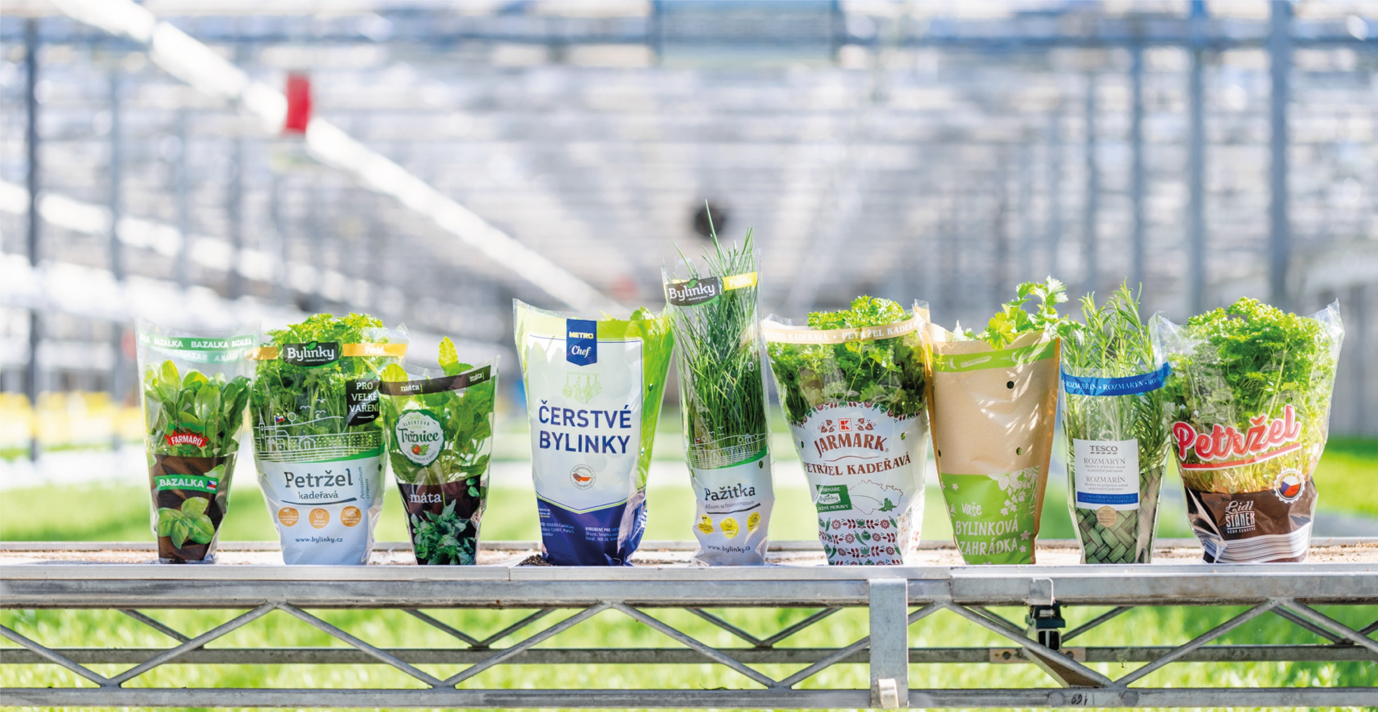 Pěstujeme lásku k bylinkám